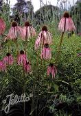 Echinacea simulata